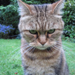 Angry_tiger