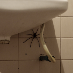 spiderheader